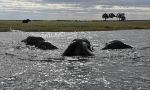 BOTSWANA / - / Park CHOBE / przeprawa soni przez rzek Chobe
