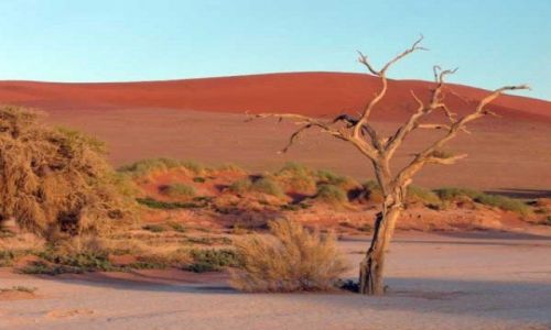 Zdjecie BOTSWANA / Pustynia Kalahari / Kalahari / Pustynia Kalahari
