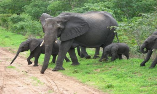 Zdjecie BOTSWANA / pnocno-wschodni / Chobe National Park / Bliskie spotkania III stopnia