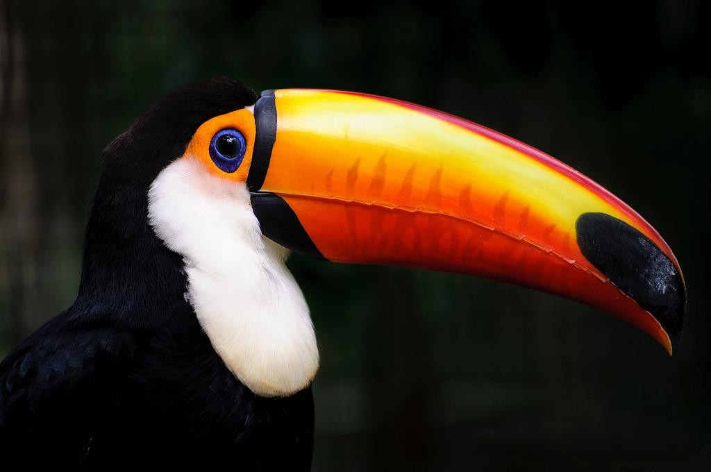 Zdjęcia: Iguazu, Iguazu, Jestem Piękniś, BRAZYLIA Zdjęcia: Iguazu, Iguazu, Jestem Piękniś, BRAZYLIA