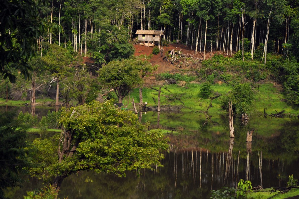 Zdjęcia: ..., Amazonas, Dżungla, BRAZYLIA Zdjęcia: ..., Amazonas, Dżungla, BRAZYLIA