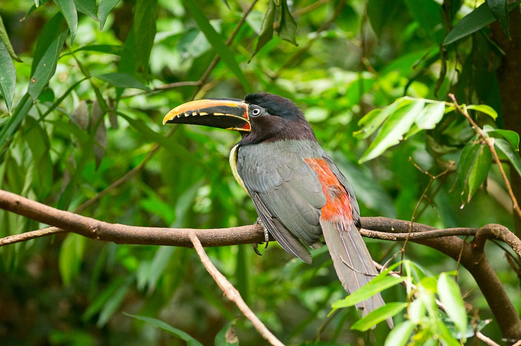 Zdjęcia: jw, Foz do Iguazu, Tukan, BRAZYLIA Zdjęcia: jw, Foz do Iguazu, Tukan, BRAZYLIA