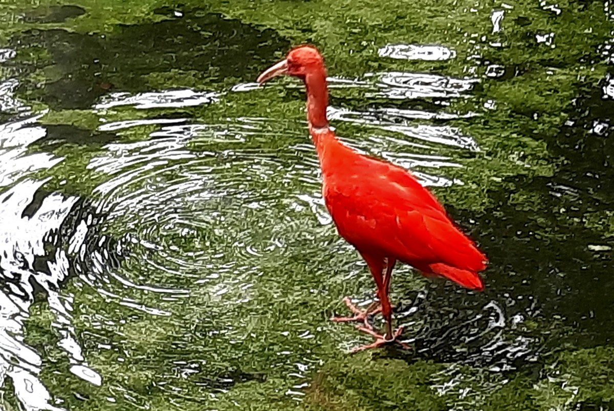 Zdjęcia: Belem, Para, Ibis szkarłatny, BRAZYLIA Zdjęcia: Belem, Para, Ibis szkarłatny, BRAZYLIA