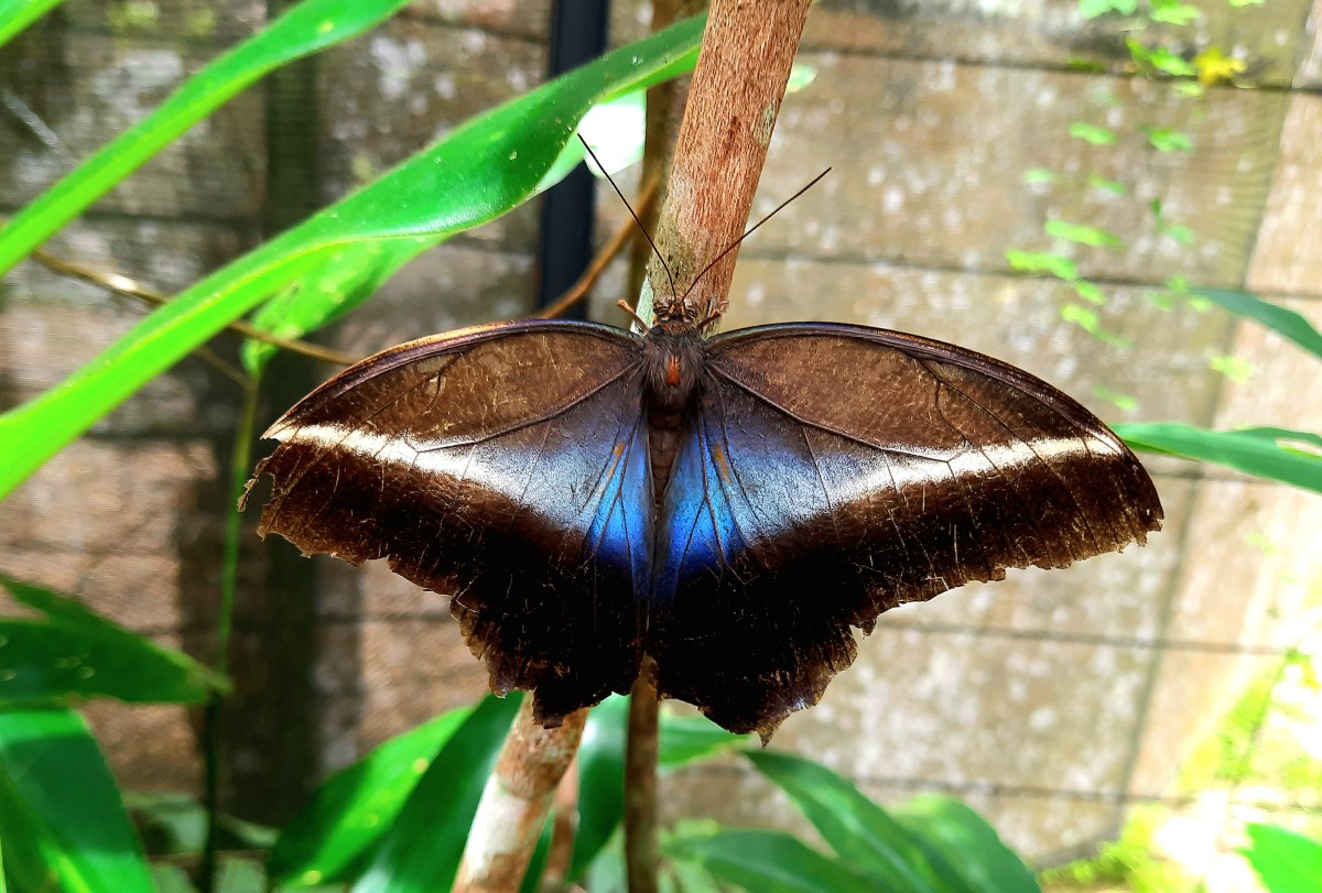 Zdjęcia: Manaus, Amazonia, Morpho peleides, motyl dzienny Amazonii, BRAZYLIA Zdjęcia: Manaus, Amazonia, Morpho peleides, motyl dzienny Amazonii, BRAZYLIA