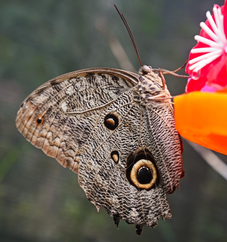 Zdjęcia: Manaus, Amazonia, Motyl sowa, BRAZYLIA Zdjęcia: Manaus, Amazonia, Motyl sowa, BRAZYLIA