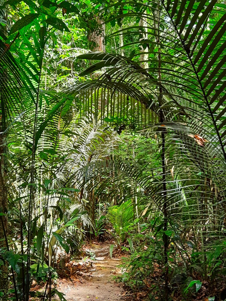Zdjęcia: Las deszczowy Amazonii, Amazonia , Ścieżka pod palmami, BRAZYLIA Zdjęcia: Las deszczowy Amazonii, Amazonia , Ścieżka pod palmami, BRAZYLIA