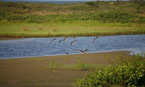 Zdjęcie BRAZYLIA / Wyspa miodowa / Ilha do Mel / Ptaki