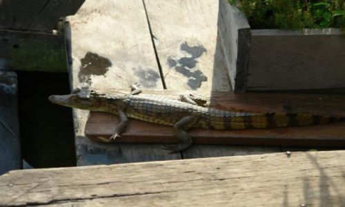 Zdjecie BRAZYLIA / Amazonia / Manaus / Spotkanie z krokodylkiem
