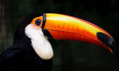Zdjecie BRAZYLIA / Iguazu / Iguazu / Jestem Pikni