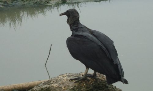Zdjecie BRAZYLIA / Rio de Janeiro / Paraty / Oczywicie nie wiem jak si nazywa