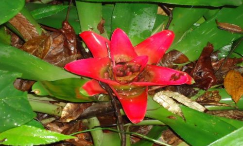 Zdjcie BRAZYLIA / Sao Paulo / okolice Peruibe / Roliny lasw deszczowych (2)