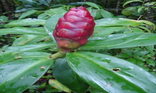 Zdjcie BRAZYLIA / Sao Paulo / okolice Peruibe / Roliny lasw deszczowych (3)