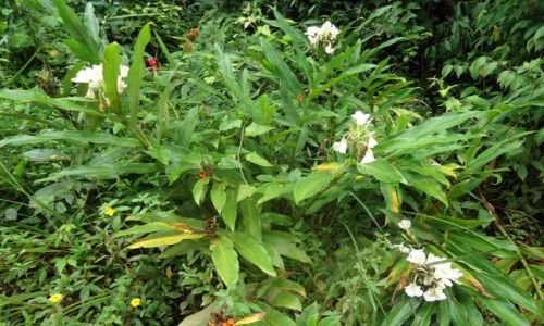 Zdjcie BRAZYLIA / Sao Paulo / okolice Peruibe / Roliny lasw deszczowych (4)