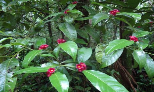 Zdjcie BRAZYLIA / Sao Paulo / okolice Peruibe / Roliny lasw deszczowych (5)