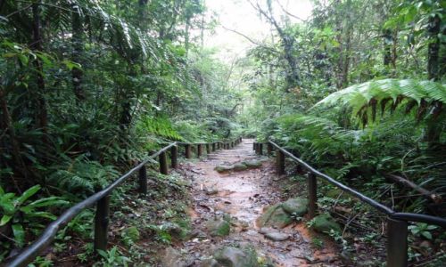 Zdjęcie BRAZYLIA / Sao Paulo / Jureia- Itatins / Lasy deszczowe (2)