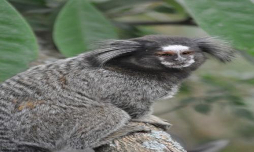 Zdjęcie BRAZYLIA / poludniowa czesc Brazylii / Ilha Grande / Przytulanka