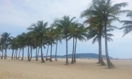 Zdjecie BRAZYLIA / São Paulo / São Vicente / Palmtree