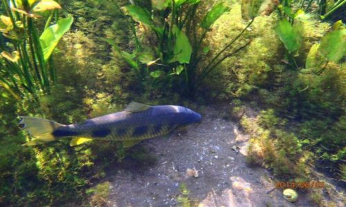 Zdjecie BRAZYLIA / Bonito / Bonito / rybki
