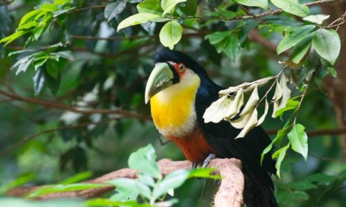 Zdjecie BRAZYLIA / Foz do Iguazu / jw / Tukan te jakby