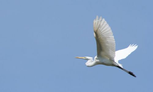 Zdjecie BRAZYLIA / Pantanal / Pantanal / Pantanal