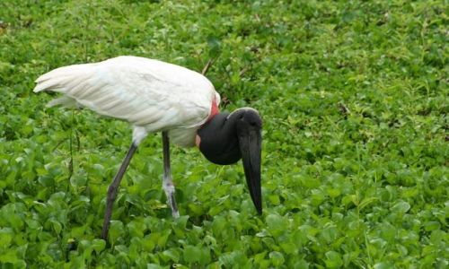 Zdjęcie BRAZYLIA / brak / Pantanal / Pantanal
