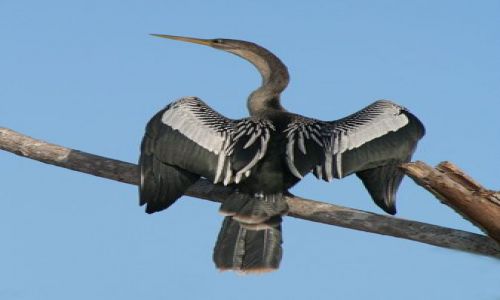 Zdjecie BRAZYLIA / brak / Pantanal / Pantanal