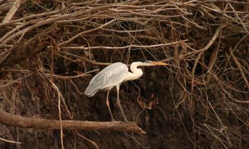 Zdjęcie BRAZYLIA / brak / Pantanal / Pantanal