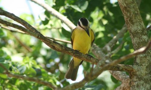 Zdjecie BRAZYLIA / brak / Pantanal / Pantanal