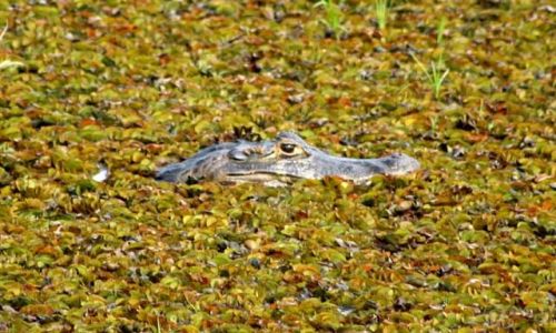 Zdjecie BRAZYLIA / brak / Pantanal / Pantanal