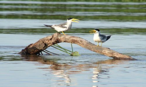 Zdjecie BRAZYLIA / brak / Pantanal / Pantanal