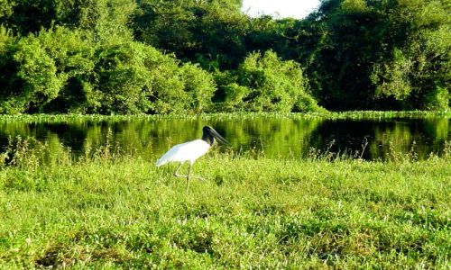 Zdjęcie BRAZYLIA / Pantanal / Rio Cuiaba / Jabiru