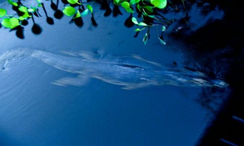 Zdjecie BRAZYLIA / Pantanal / Rio Cuiaba / Jacare
