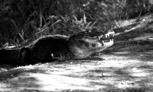 Zdjecie BRAZYLIA / brak / Pantanal / Smile ;-)