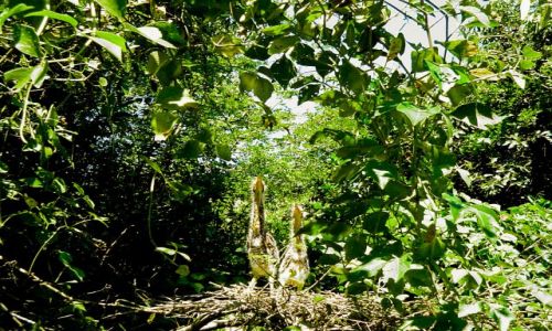 Zdjecie BRAZYLIA / Pantanal / Jedna z wielu rzek Panatanalu / Pisklęta Tiger Heron