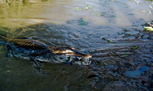 Zdjecie BRAZYLIA / Pantanal / Pantanal / Drapieżca zjada drapieżcę
