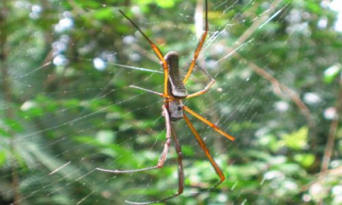 Zdjecie BRAZYLIA / Rio Tapajos / gdzie w ungli / Tarantula
