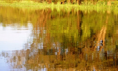 Zdjęcie BRAZYLIA / okolice Manuas / Amazonia / Nostalgia