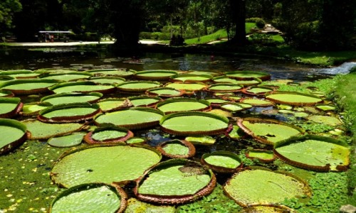 Zdjecie BRAZYLIA / RJ / Rio de Janeiro / Park Jardim