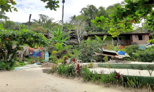 Zdjcie BRAZYLIA / Rio de Janeiro  / Wok wyspy Ilha Grande / Mieszkajc wrd palm