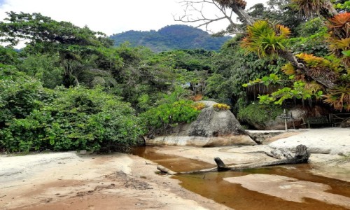 Zdjcie BRAZYLIA / Rio de Janeiro  / Wok wyspy Ilha Grande / Strumyk, w czasie deszczu strumie