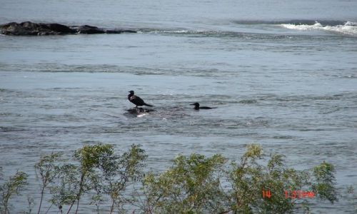 Zdjęcie BRAZYLIA / Foz de Iguazu / Foz de Iguazu / chwilowy spokój - początek potęgi wody