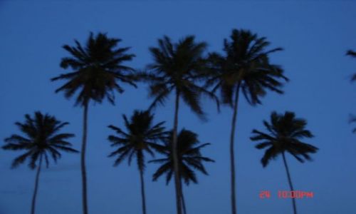 Zdjecie BRAZYLIA / Recife / Recife / palmy