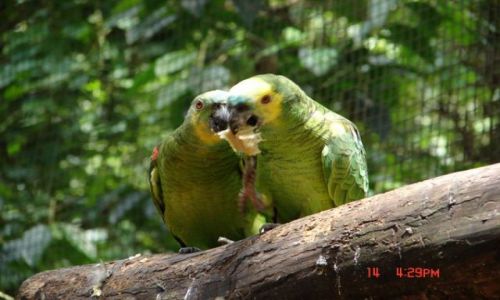 Zdjecie BRAZYLIA / Iguazu / Iguazu / papuki...