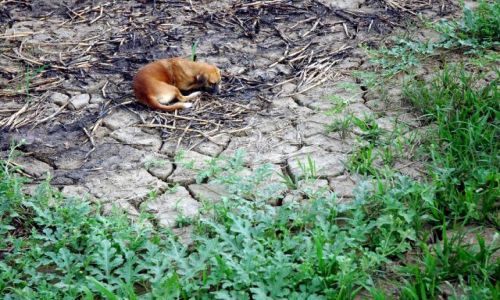 Zdjecie BRAZYLIA / amazonia / amazonia / śmierć z pragnienia...