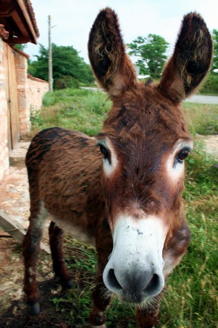 Zdjęcia: Durankulak, Osioł, BUłGARIA Zdjęcia: Durankulak, Osioł, BUłGARIA