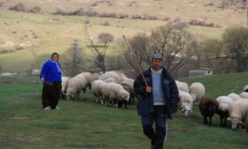 Zdjęcie BUłGARIA / okolice Burgas / na trasie Burgas-Warna / Pasterze