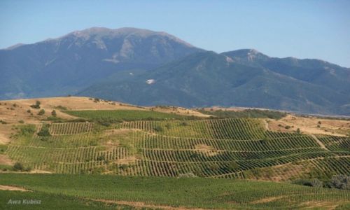 Zdjcie BUGARIA / Poudnie / Okolice Melnika / Poudnie Bugarii pokrywaj cae pola winnic