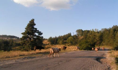 Zdjecie BUGARIA / Rodopy / Dospat / Krowy wracaj do domu