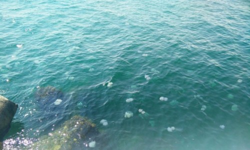 Zdjęcie BUłGARIA / - / Pomorie / Meduzy