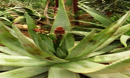 Zdjcie BUGARIA / okolice Warny / Baczik / ogrd botaniczny - ra pustyni
